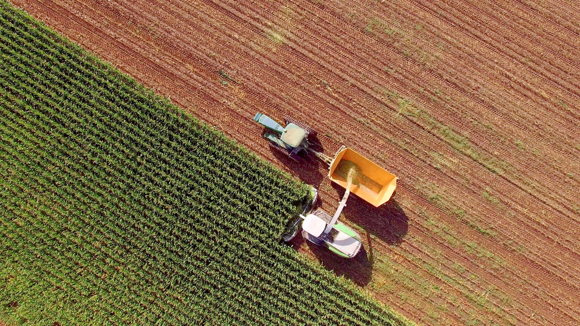 Combine in Field