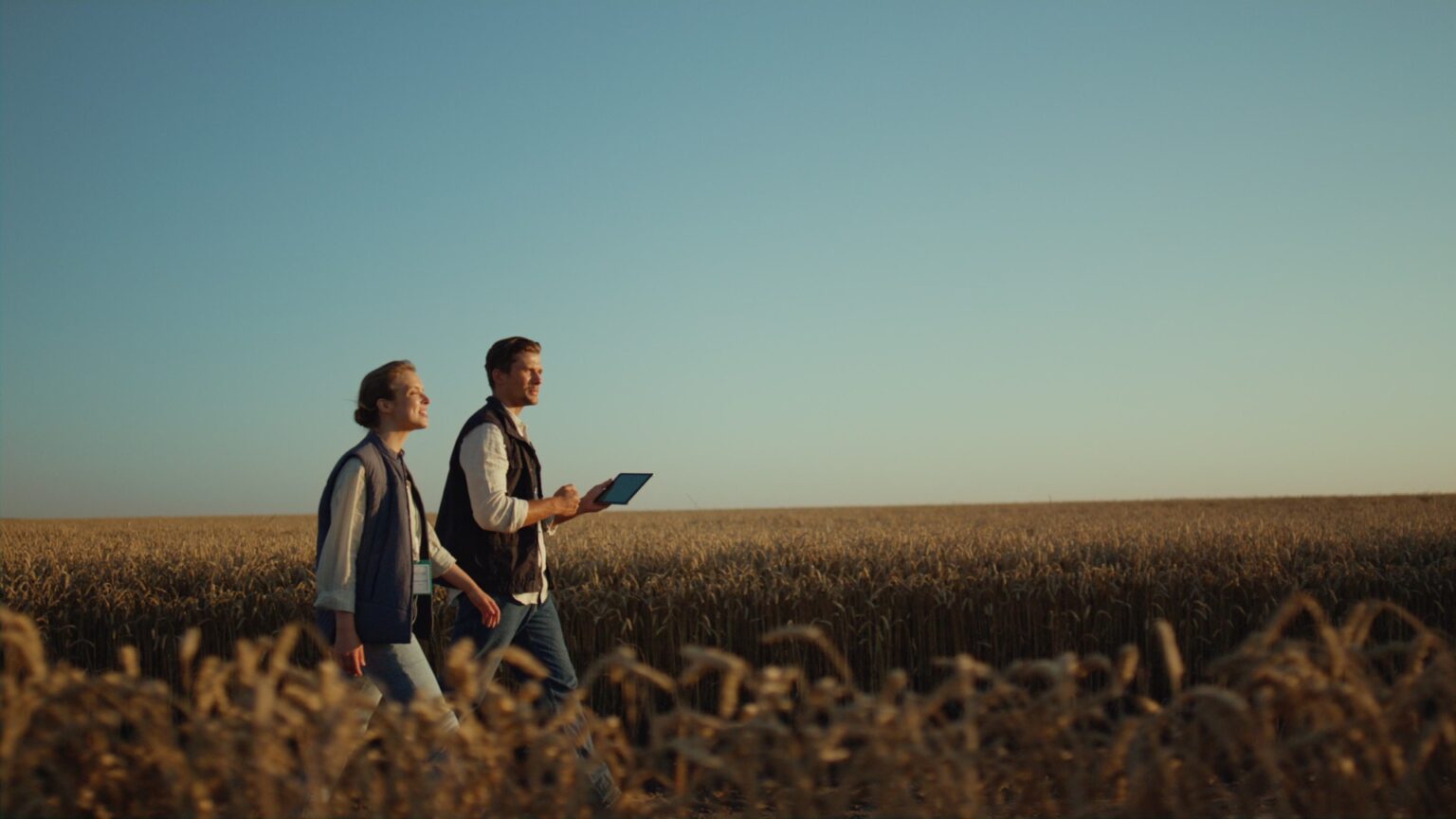 Two farmers inspecting wheat harvest in golden sunlight. Rural landscape view. Professional agronomists successful business partners walking farmland checking field. Agribusiness managers.